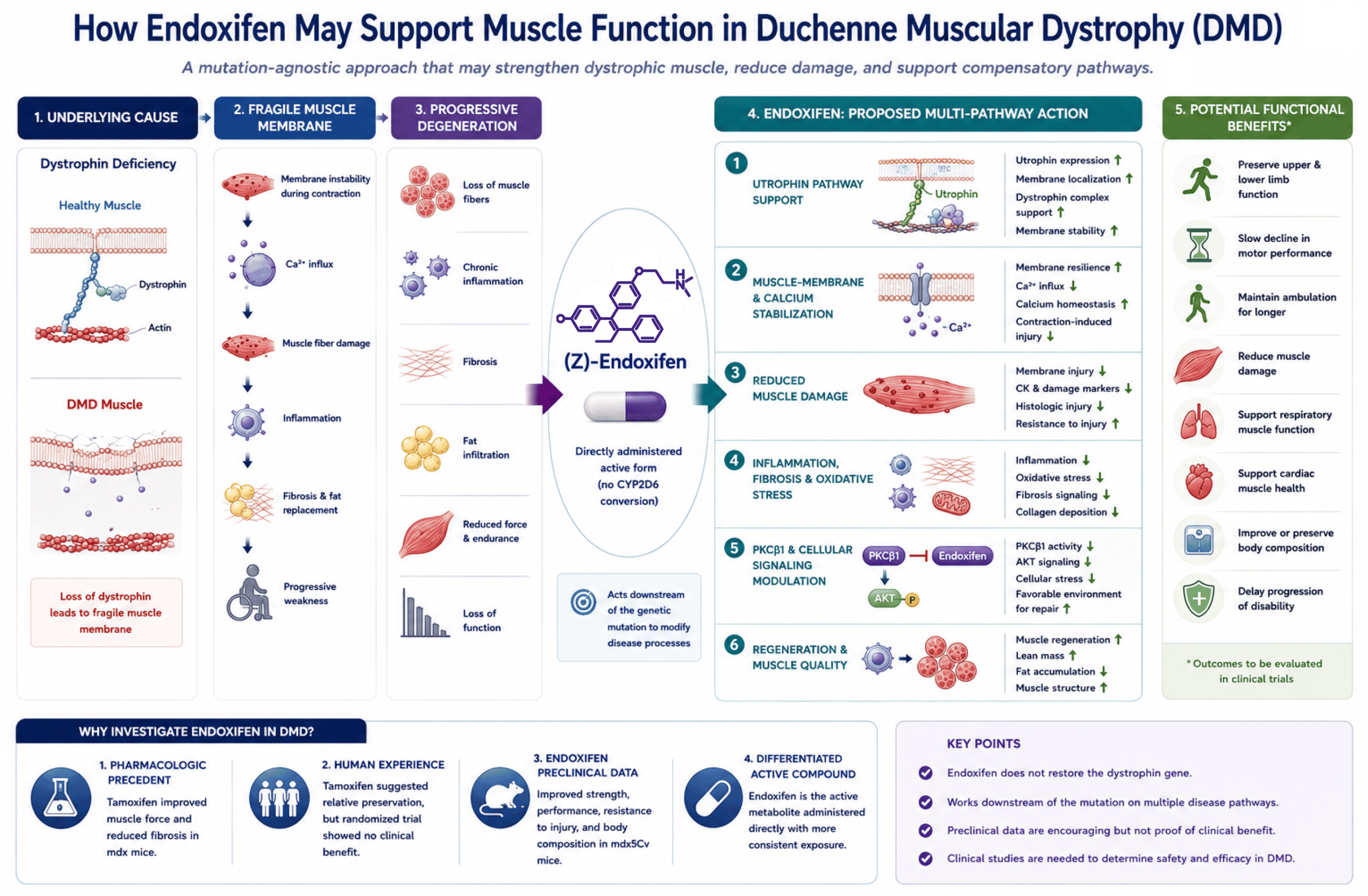 DMD Mechanism of Action (MoA)